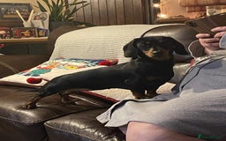 Miniature Dachshund dogs for sale: KC Reg, Health tested, miniature Dachsund Puppies - Image 16