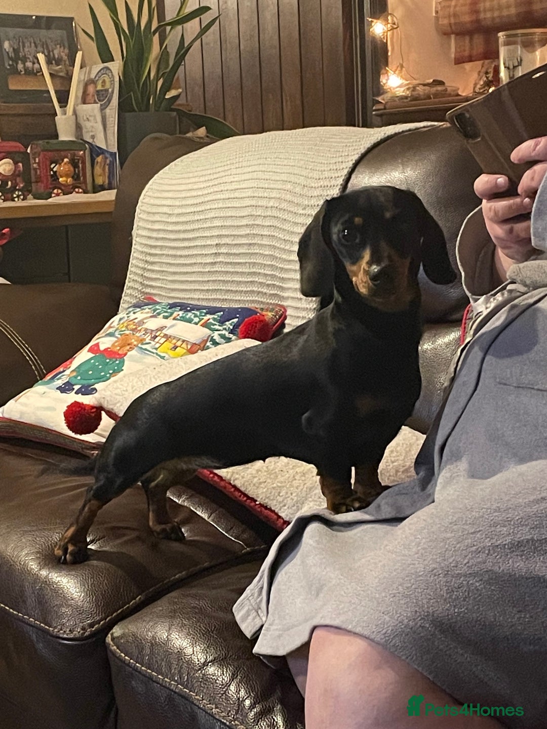 Miniature Dachshund dogs for sale: KC Reg, Health tested, miniature Dachsund Puppies - Image 16