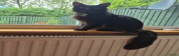 Mixed Breed cats for sale: Unique Black and White "Frosted" Bicolor kittens - Advert 22