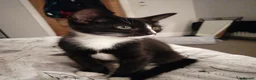 Mixed Breed cats for sale: Siamese British Shorthair Mix Good homes only - Advert 4