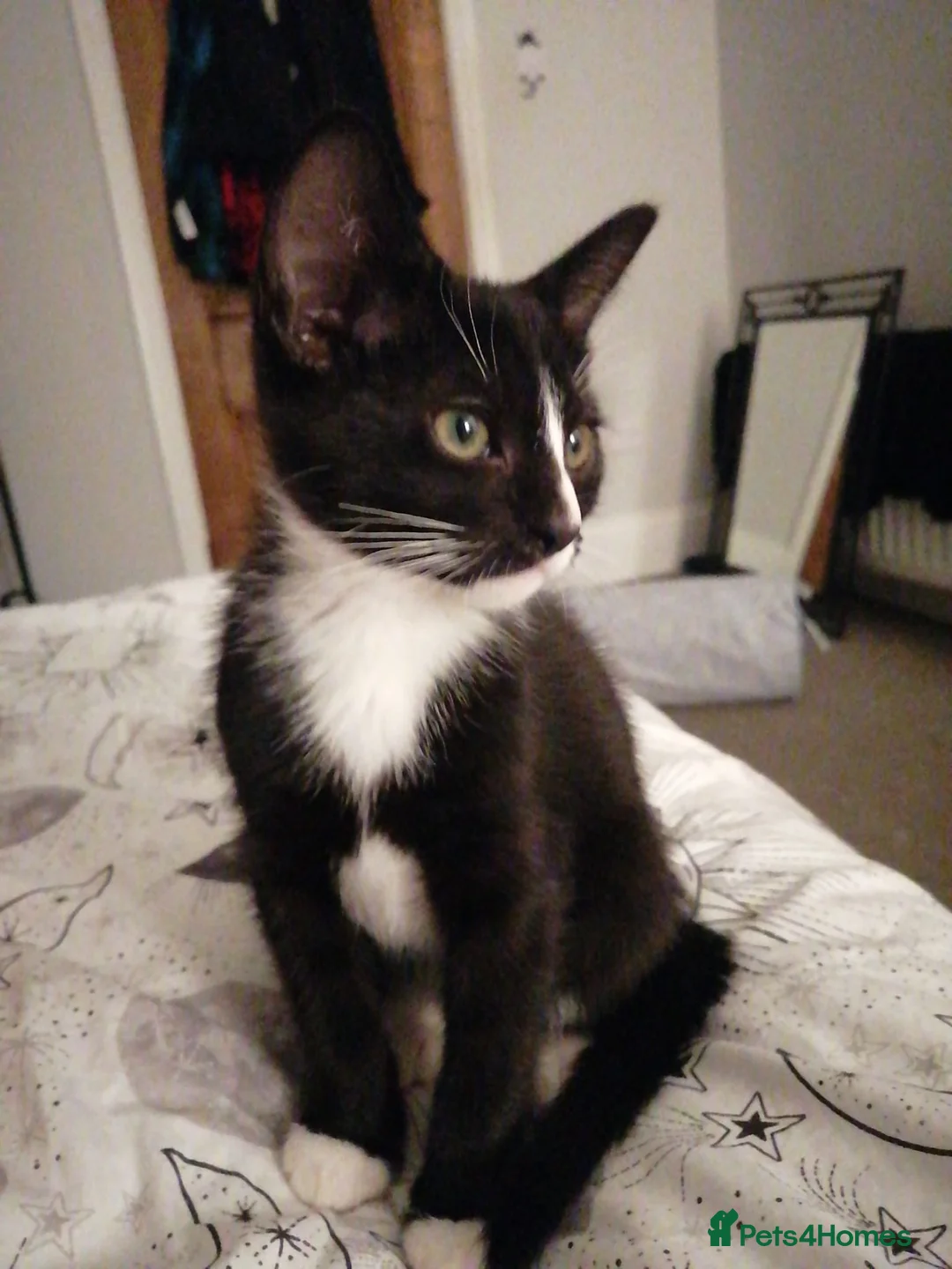 Mixed Breed cats for sale: Siamese British Shorthair Mix Good homes only - Advert 4