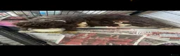 Goldendoodle dogs for sale: Australian goldendoole puppies chocolate  - Advert 2
