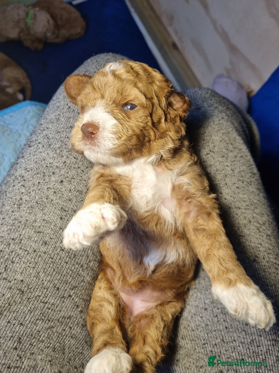 Miniature Poodle dogs for sale: Championline Miniature Poodle exceptional puppy. - Advert 15