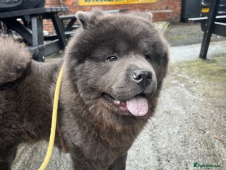 Chow Chow dogs KC Blue Chow Chow - Advert 4