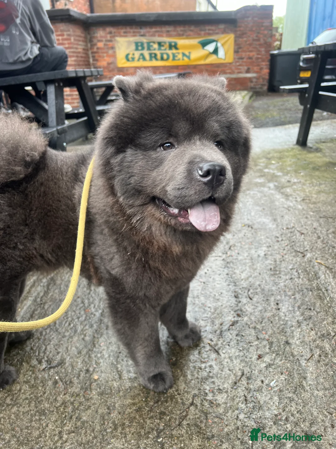 Chow Chow dogs for stud: KC Blue Chow Chow  - Advert 5