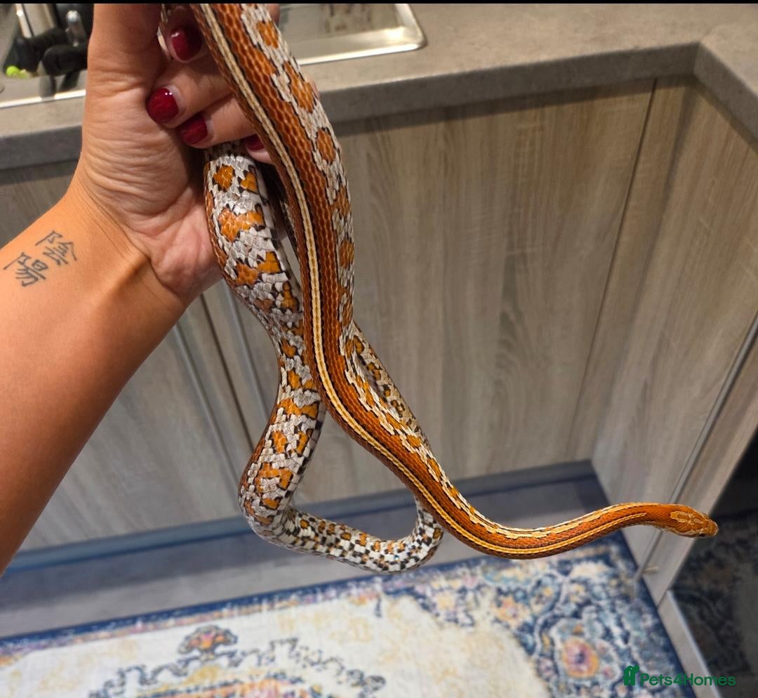 Corn Snake reptiles Corn snake & complete viv - Advert 7