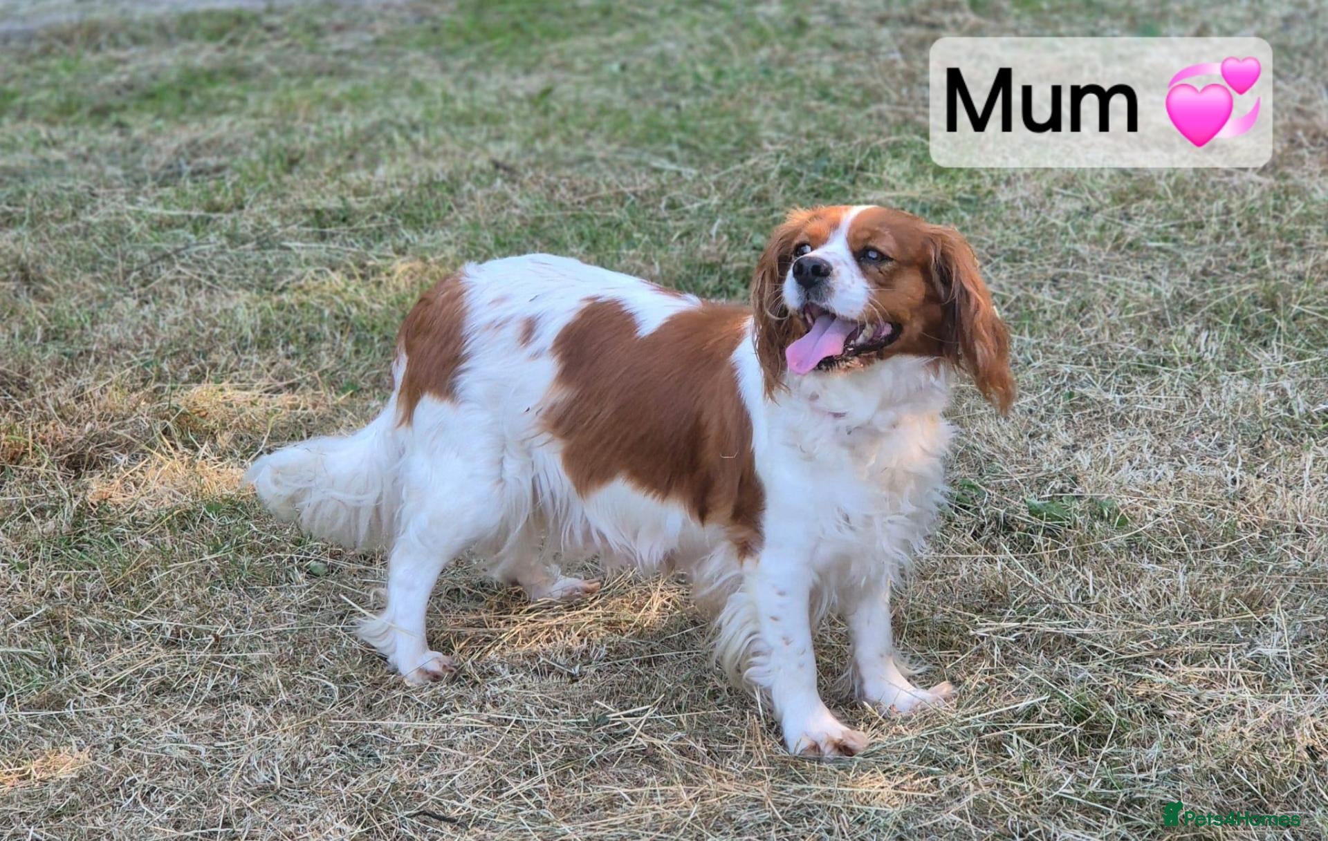 Cavalier King Charles Spaniel dogs Cavalier King Charles Spaniel Puppies  - Advert 2