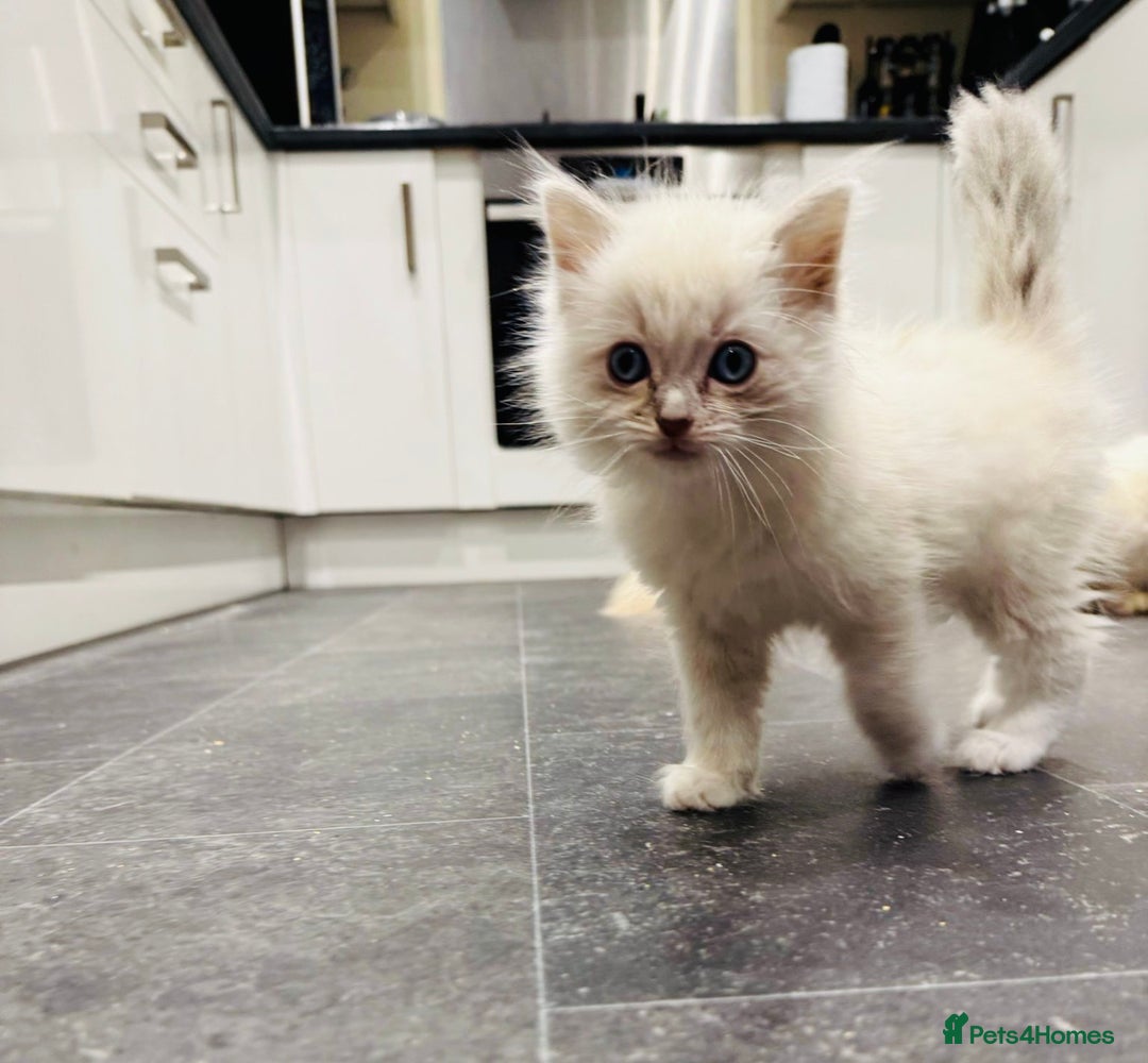 Ragdoll cats for sale: Adorable Pure Ragdoll Kittens - Advert 14
