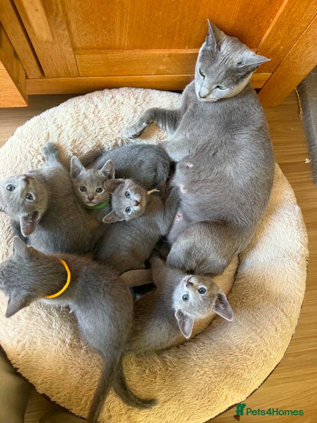 Russian Blue cats for sale: TICA REGISTERED Pure Breed Russian Blue Kittens - Advert 11