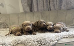 Labrador Retriever dogs for sale: Stunning silver Labradors puppy’s  - Advert 12