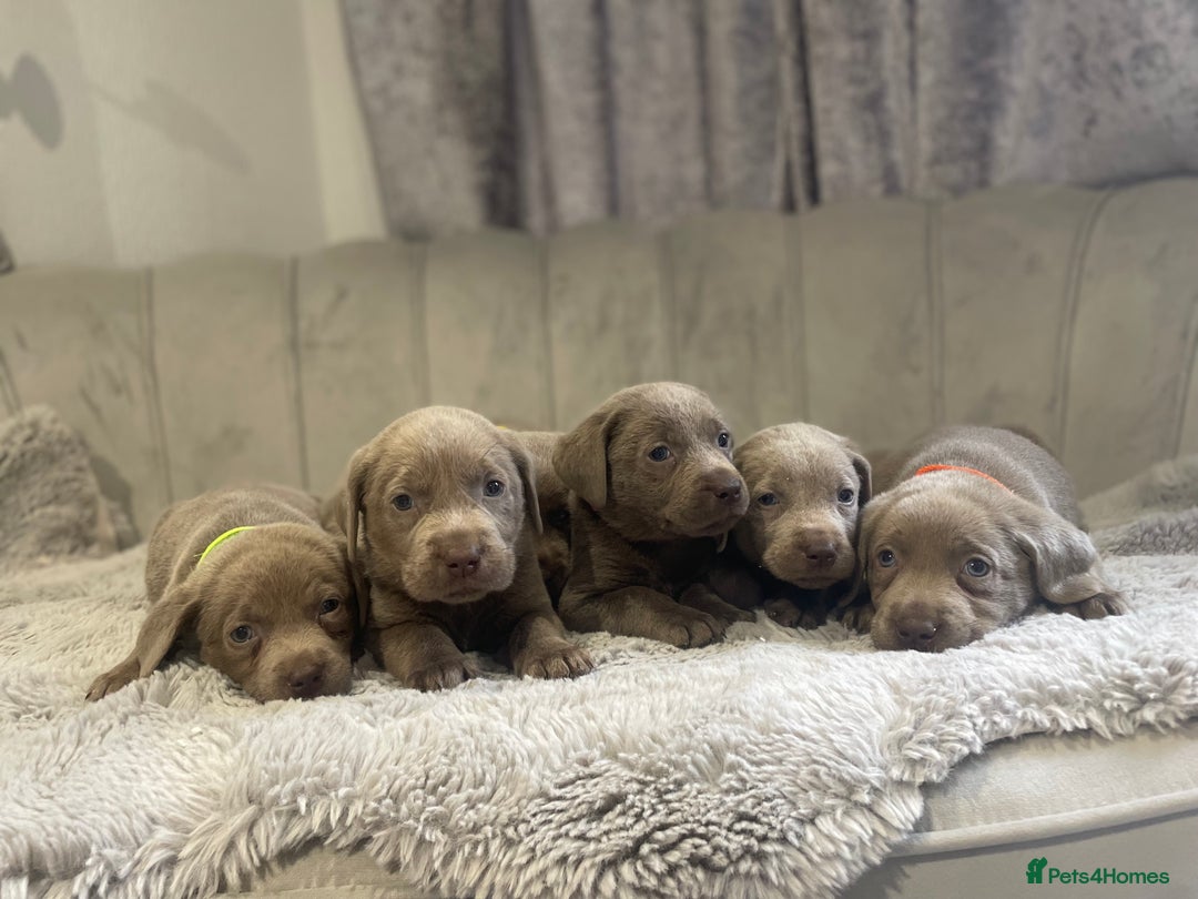 Labrador Retriever dogs for sale: Stunning silver Labradors puppy’s  - Advert 12