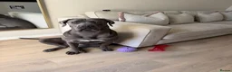 Cane Corso dogs for sale: Female Cane Corso Rehoming  - Advert 1