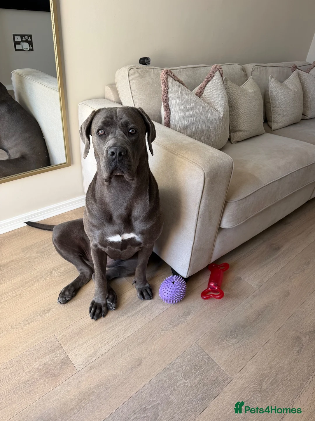 Cane Corso dogs for sale: Female Cane Corso Rehoming  - Advert 1