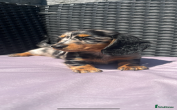 Miniature Dachshund dogs for sale: 🐾 PRICE REDUCED Beautiful miniature dachshunds  - Image 3