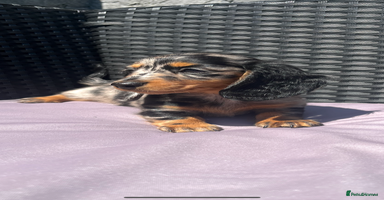 Miniature Dachshund dogs - Advert 10