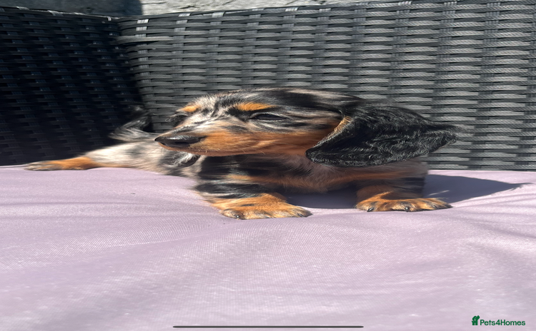 Miniature Dachshund dogs - Advert 2