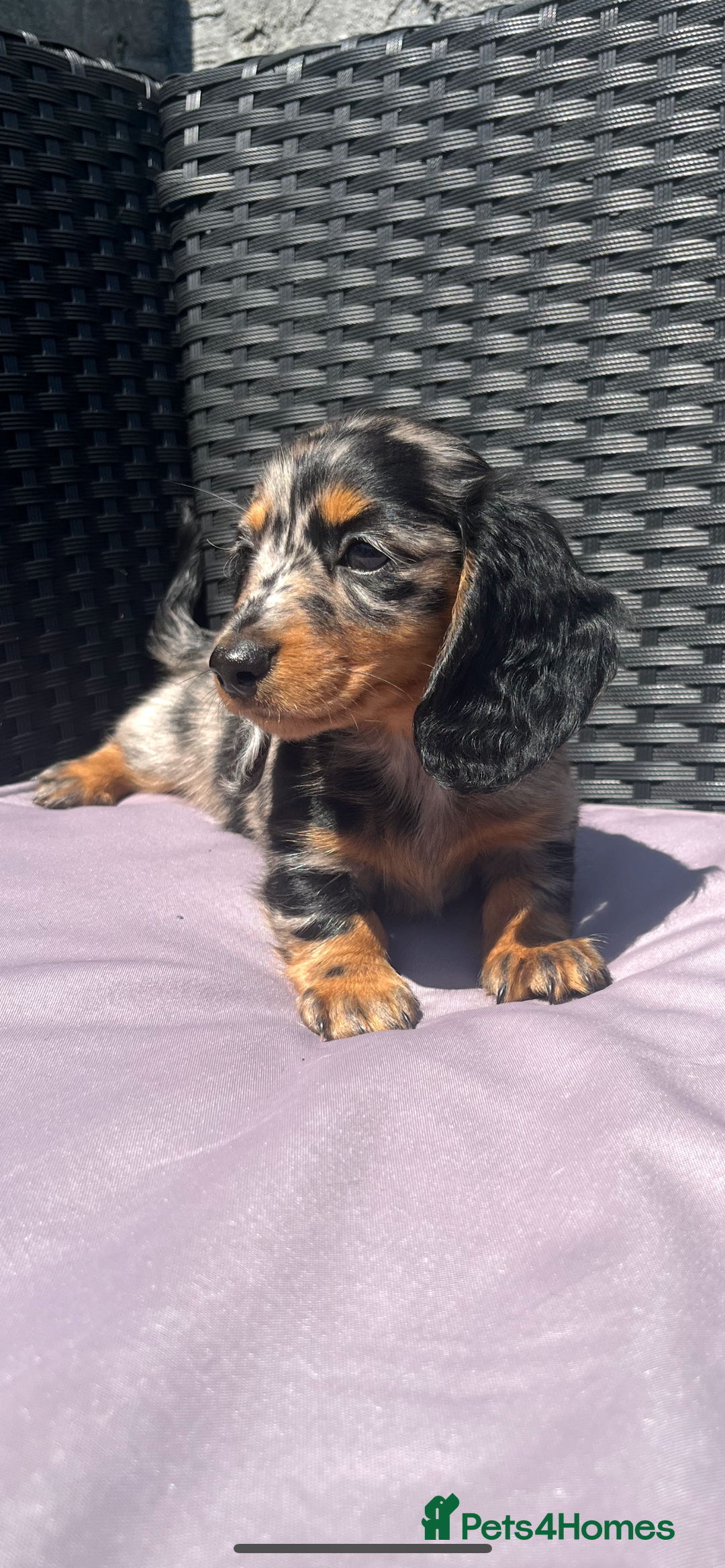 Miniature Dachshund dogs for sale: 🐾 PRICE REDUCED Beautiful miniature dachshunds  - Image 3