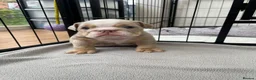 English Bulldog dogs for sale: KC Registered English Bulldogs in Liverpool - Advert 9