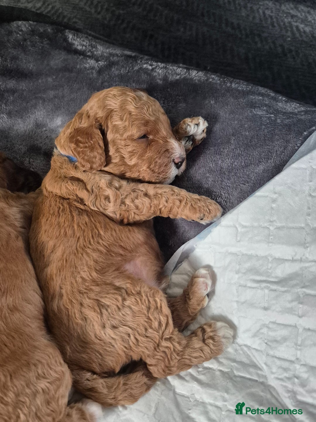 Cockapoo dogs for sale: Gorgeous F1b Toy Cockapoo puppies - Image 6