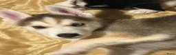 Mixed Breed dogs for sale: Husky Hybrid Puppies (Utonagans)  - Advert 7