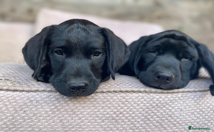 Labrador Retriever dogs - Advert 1