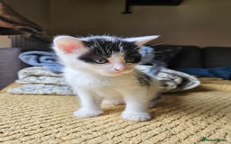 British Shorthair cats for sale: X2 boys available  - Image 1