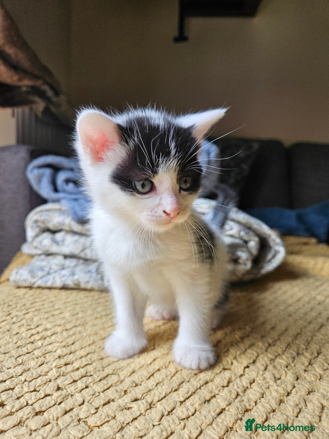 British Shorthair cats for sale: X2 boys available  - Image 1