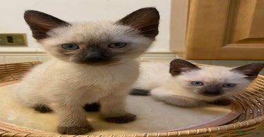 Siamese cats - Advert 5