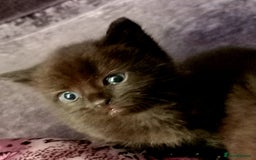 Mixed Breed cats for sale: Cute kittens  - Image 6