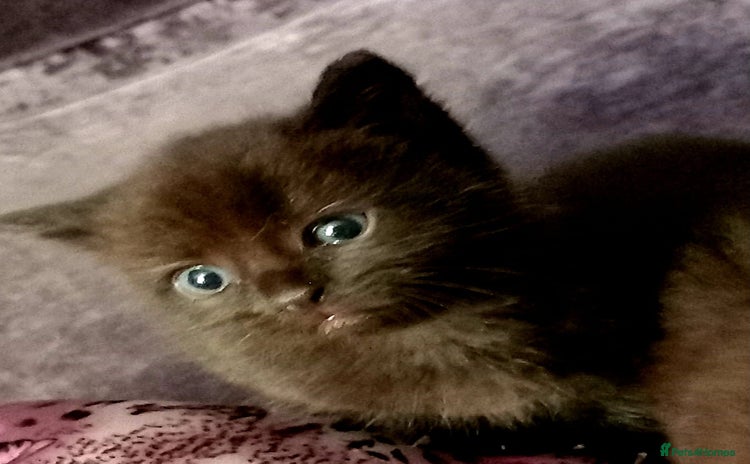 Mixed Breed cats for sale - Advert 1