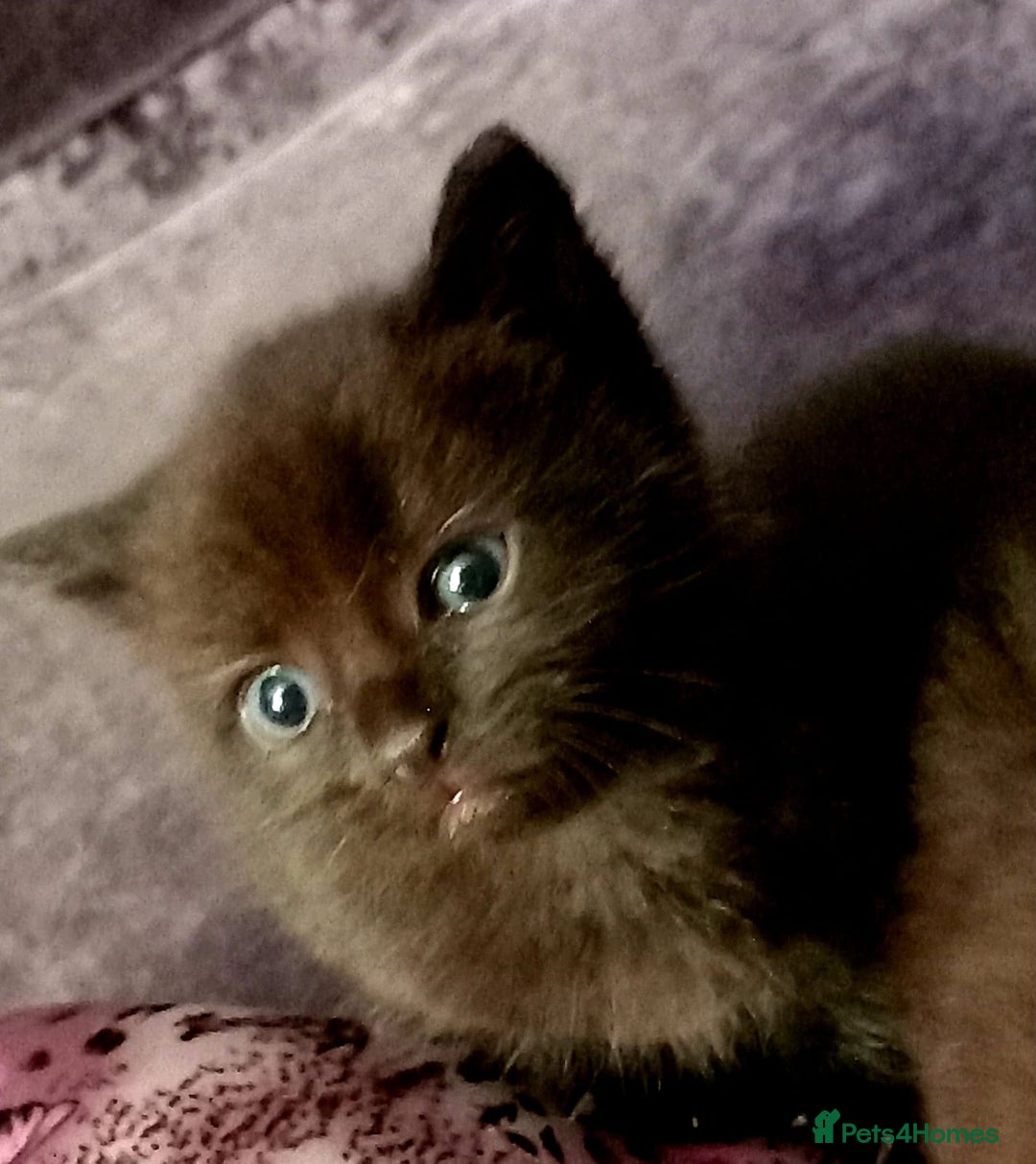 Mixed Breed cats for sale: Cute kittens  - Image 6