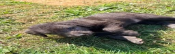 Mixed Breed dogs for sale: Bedlington whippets in Bishop Auckland - Advert 6