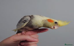 Cockatiels birds for sale: Hand reared silly tame DNA sexed baby cockatiels  - Image 34