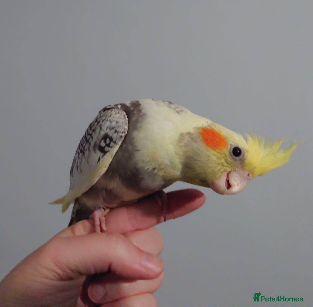 Cockatiels birds for sale: Hand reared silly tame DNA sexed baby cockatiels  - Image 34