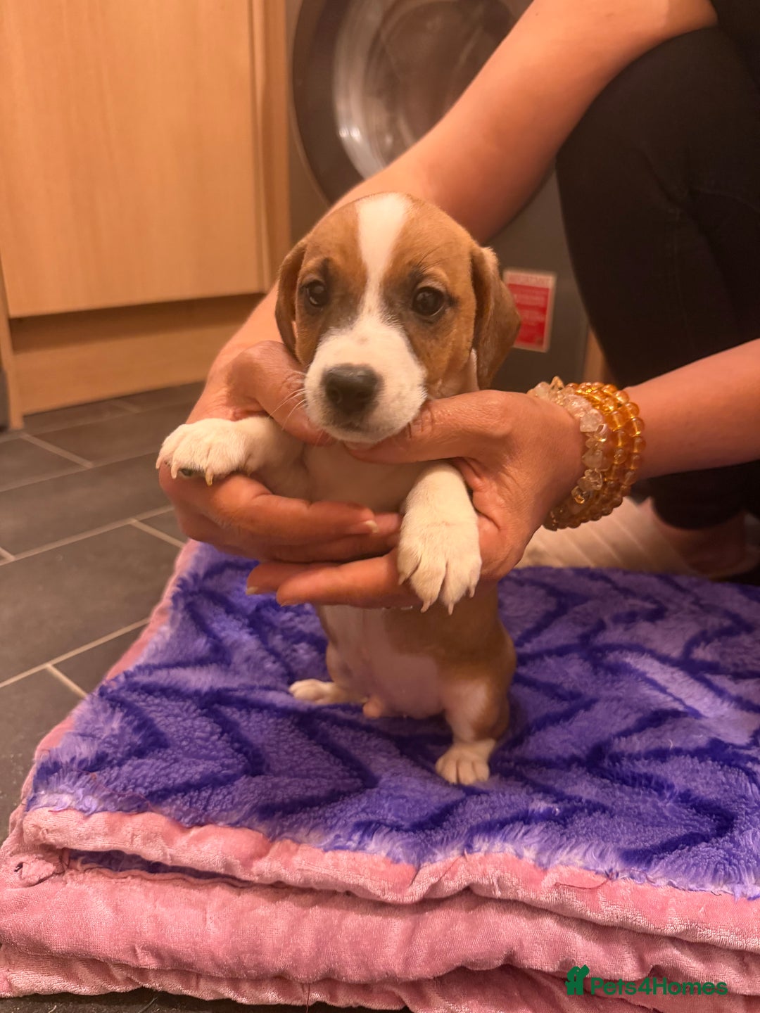 Jack Russell dogs for sale: 3 Jack Russell Puppies Ready to go  - Image 9