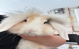 Lionhead rabbits for sale: 2 Lionhead Girls For Rehoming  - Image 5