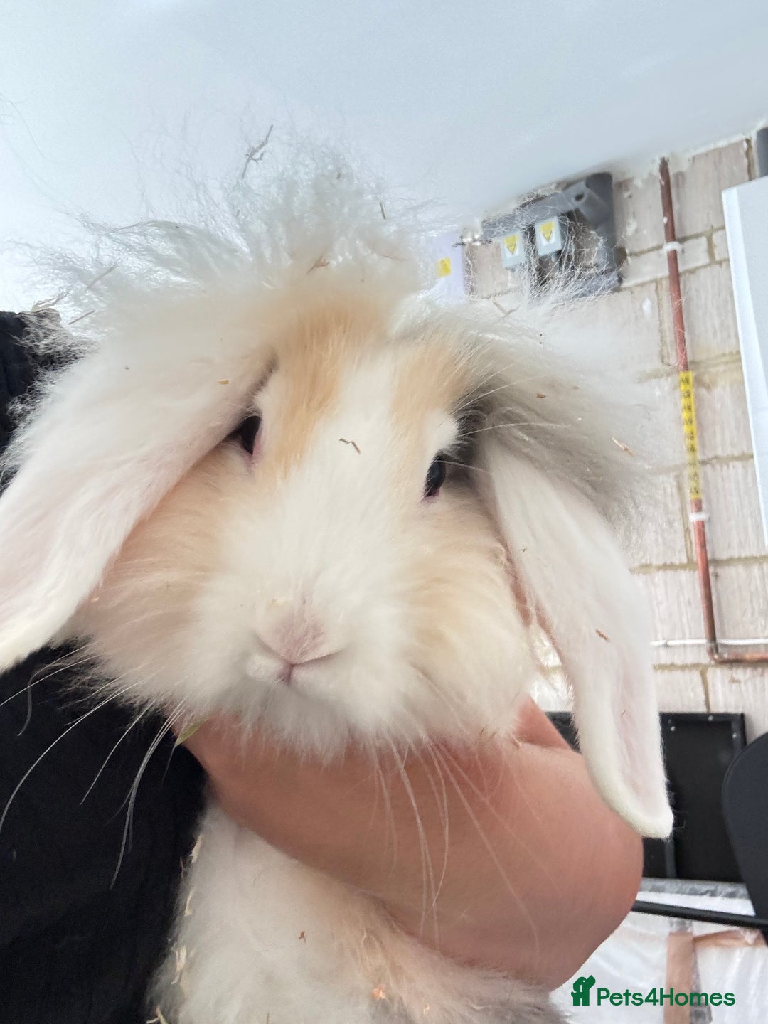 Lionhead rabbits for sale: 2 Lionhead Girls For Rehoming  - Image 5