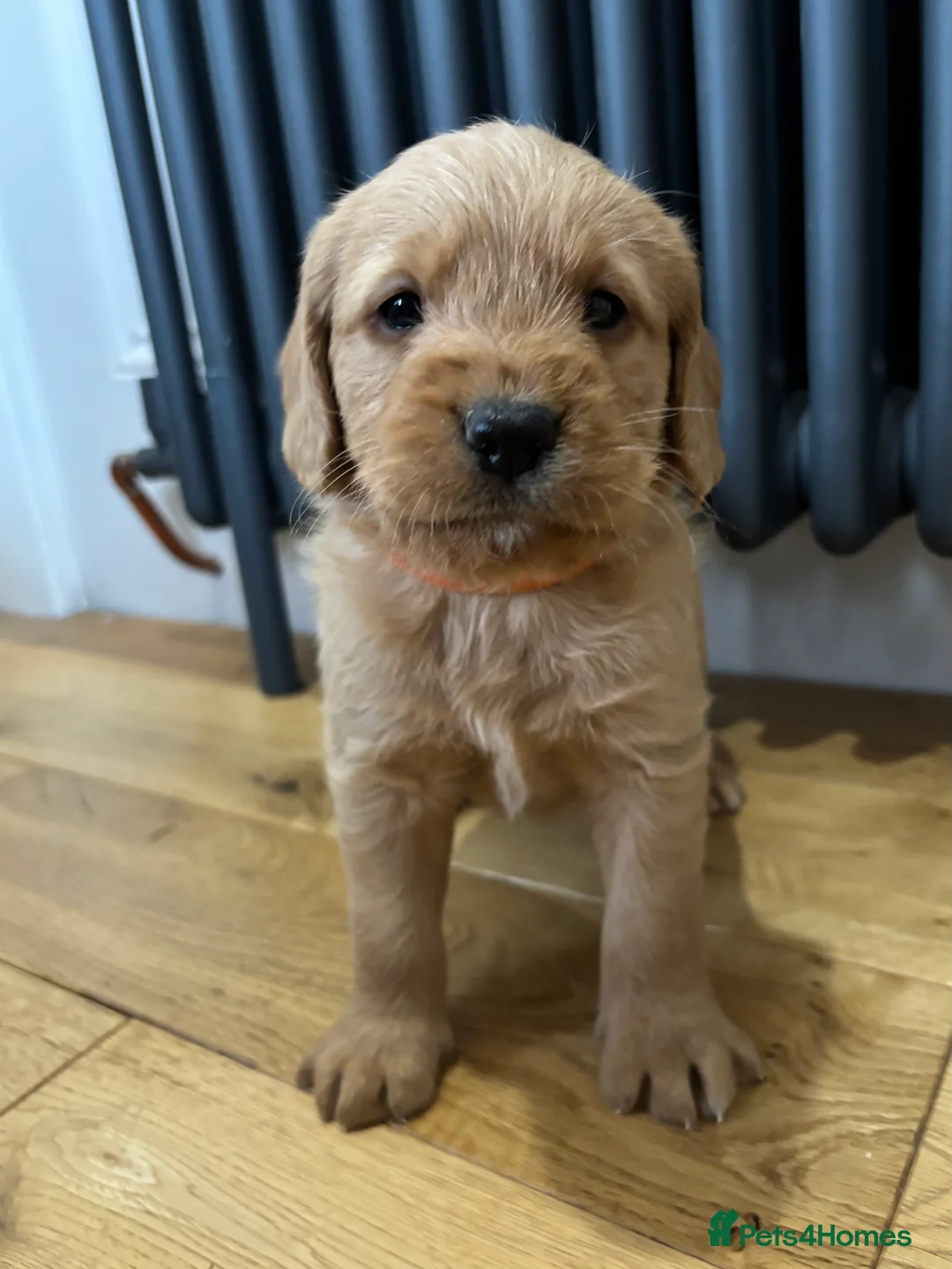 Labradoodle dogs for sale: Stunning F1 Labradoodle Puppies KC Parents - Advert 7