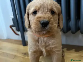 Labradoodle dogs Stunning F1 Labradoodle Puppies KC Parents - Advert 6