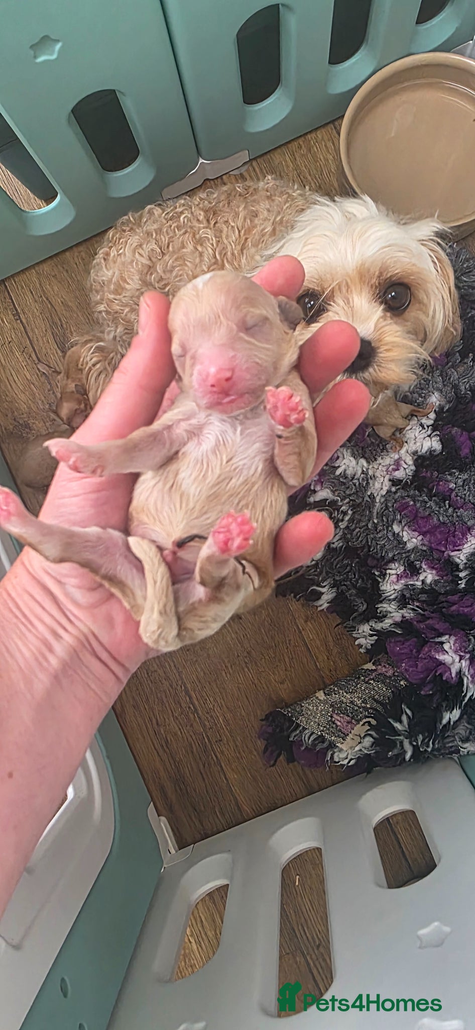 Cavapoochon dogs for sale: Exquisite Health Tested Cavapoochon Puppies  - Advert 3