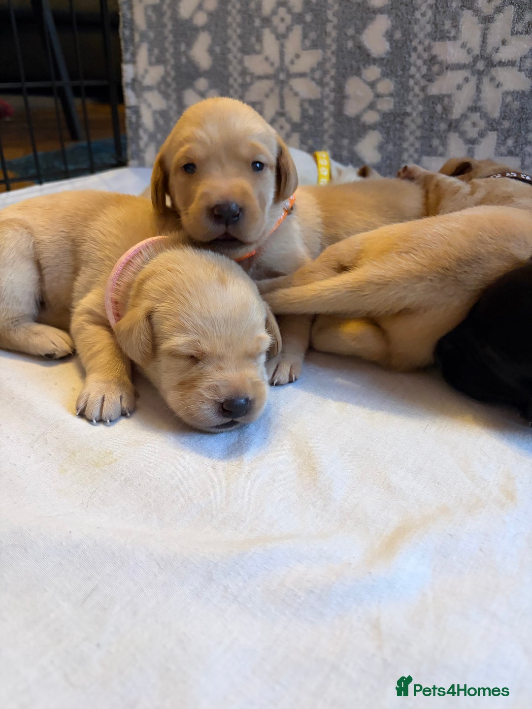 Labrador Retriever dogs for sale: KC Chunky Labrador Puppies - Advert 4