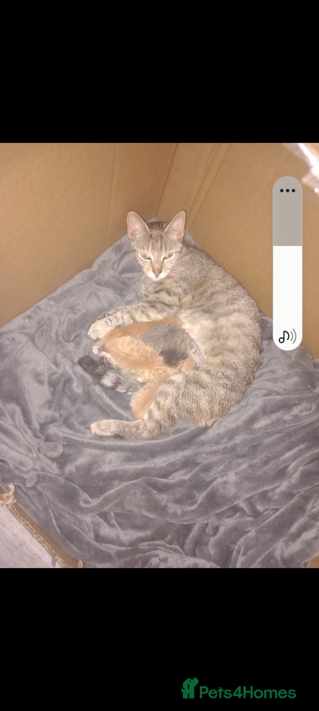 Mixed Breed cats for sale: 3 bengal half tabby.And 4 tabby half ragdol.  - Image 10