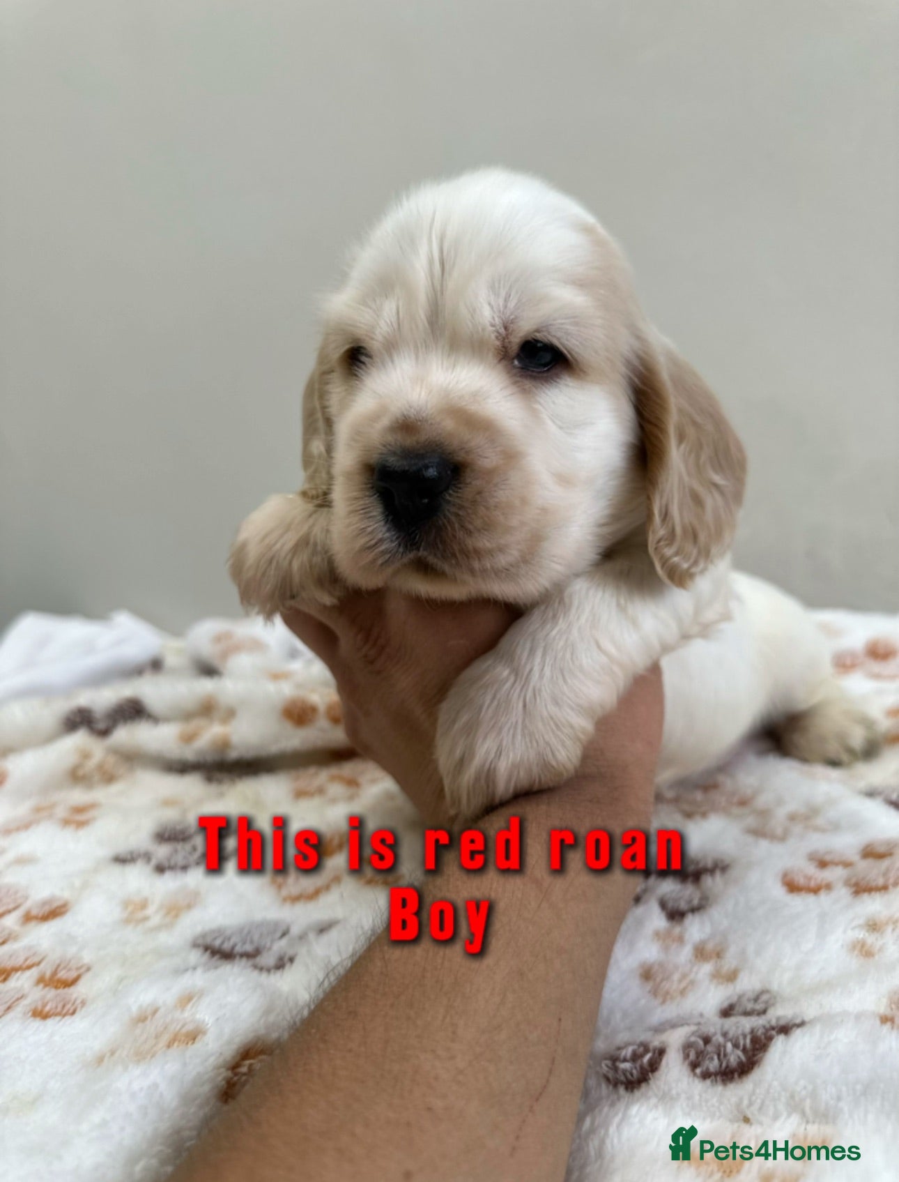 Cocker Spaniel dogs Show cocker spaniel for sale - Advert 1