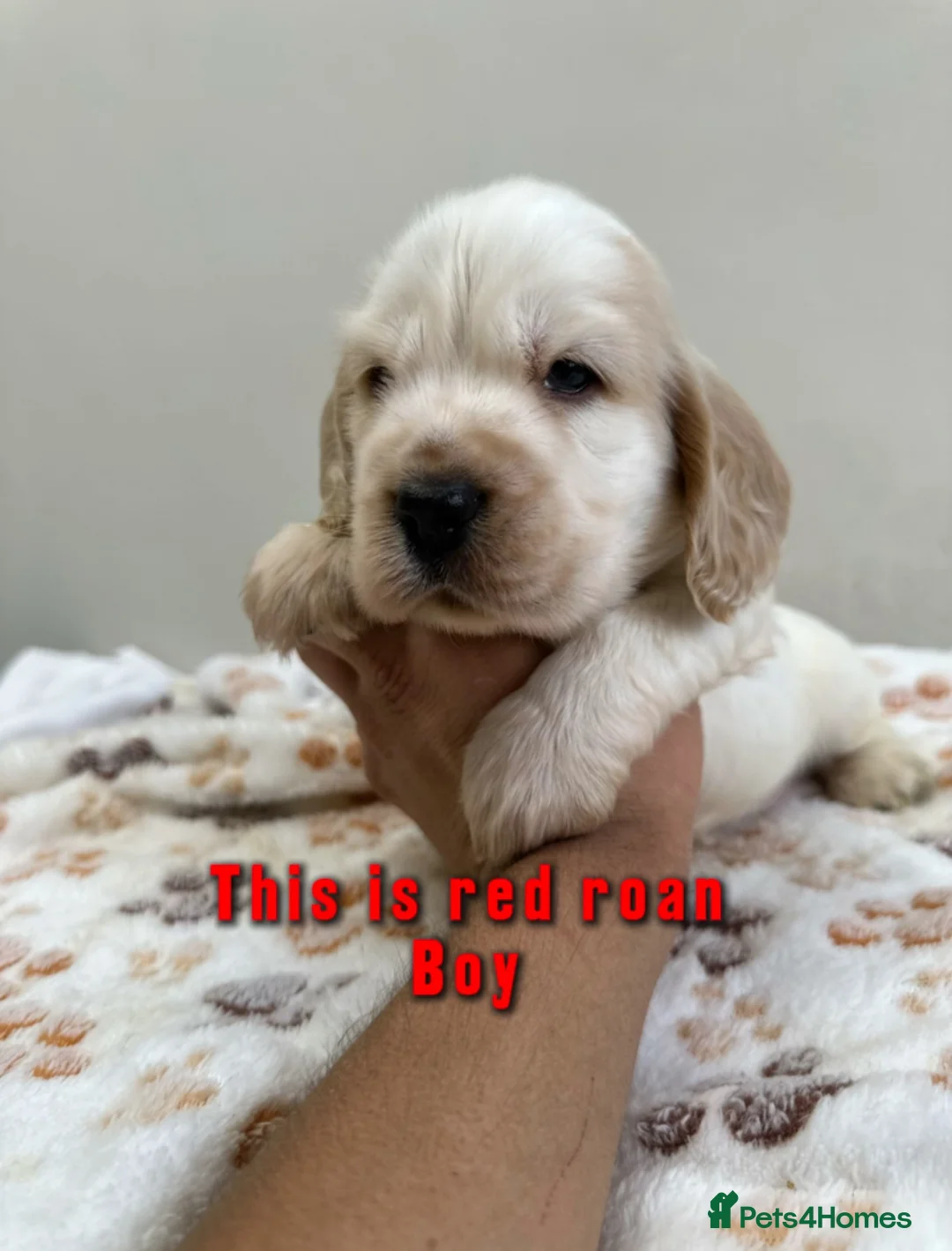 Cocker Spaniel dogs for sale: Show cocker spaniel for sale in Bristol - Advert 1