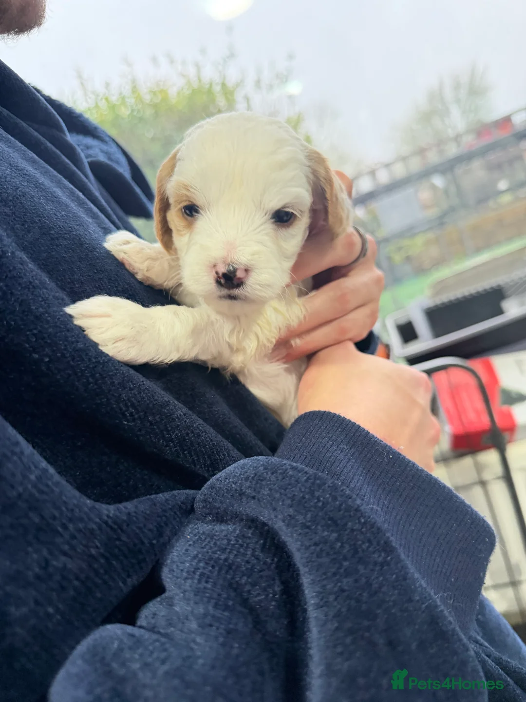 Cockapoo dogs for sale: Cokerpoos family bred beautiful coulors  - Advert 2