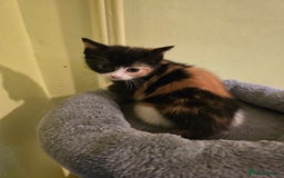 Mixed Breed cats for sale: Beautiful mixed breed female kitten  - Image 11