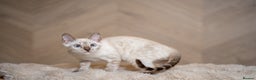 Bengal cats for sale: FRANCO- Snow Bengal Boy- Excellent traits-TICA reg - Advert 26
