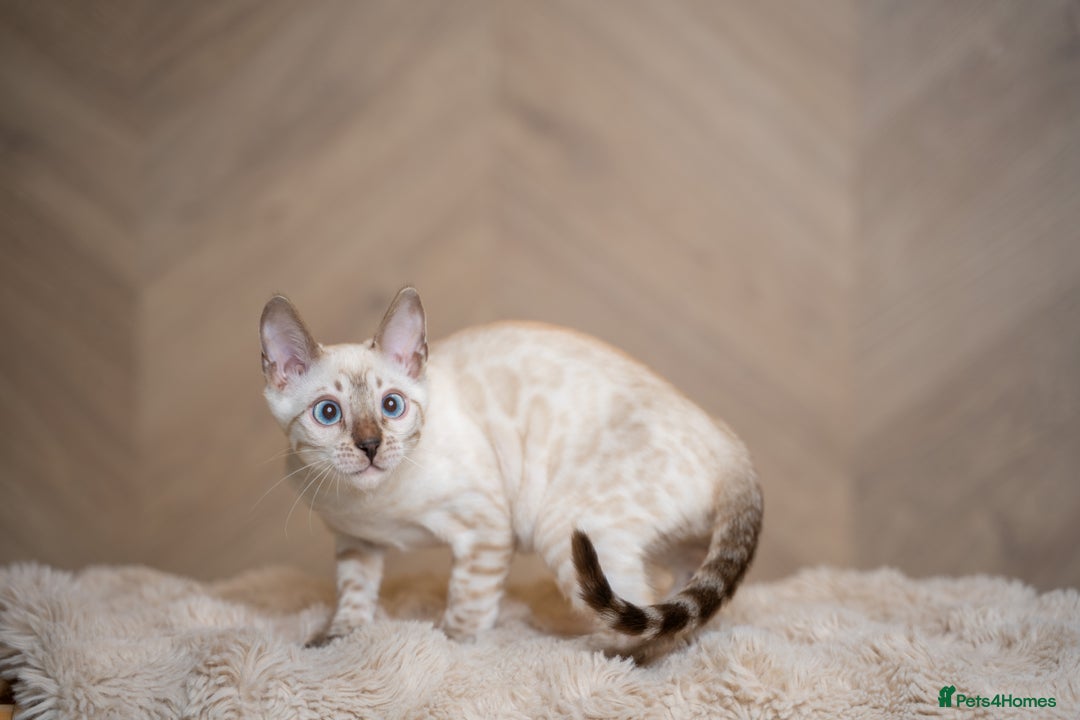 Bengal cats for sale: FRANCO- Snow Bengal Boy- Excellent traits-TICA reg - Advert 26