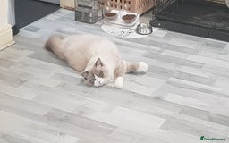 Ragdoll cats for stud: Charles - TICA and Gccf registered active boy  in Bournemouth - Image 5