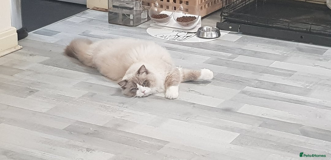 Ragdoll cats for stud: Charles - TICA and Gccf registered active boy  in Bournemouth - Image 5